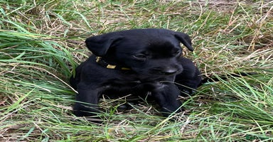 Labrador Retriever dogs - Advert 6