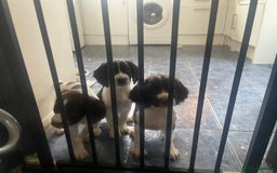 Sprocker dogs for sale: Gorgeous Sprocker Spaniel Puppies 🐶 - Image 8