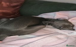 Italian Greyhound dogs for sale: Our Beautiful Iggy Looking for His Perfect Home 🤍 - Image 4