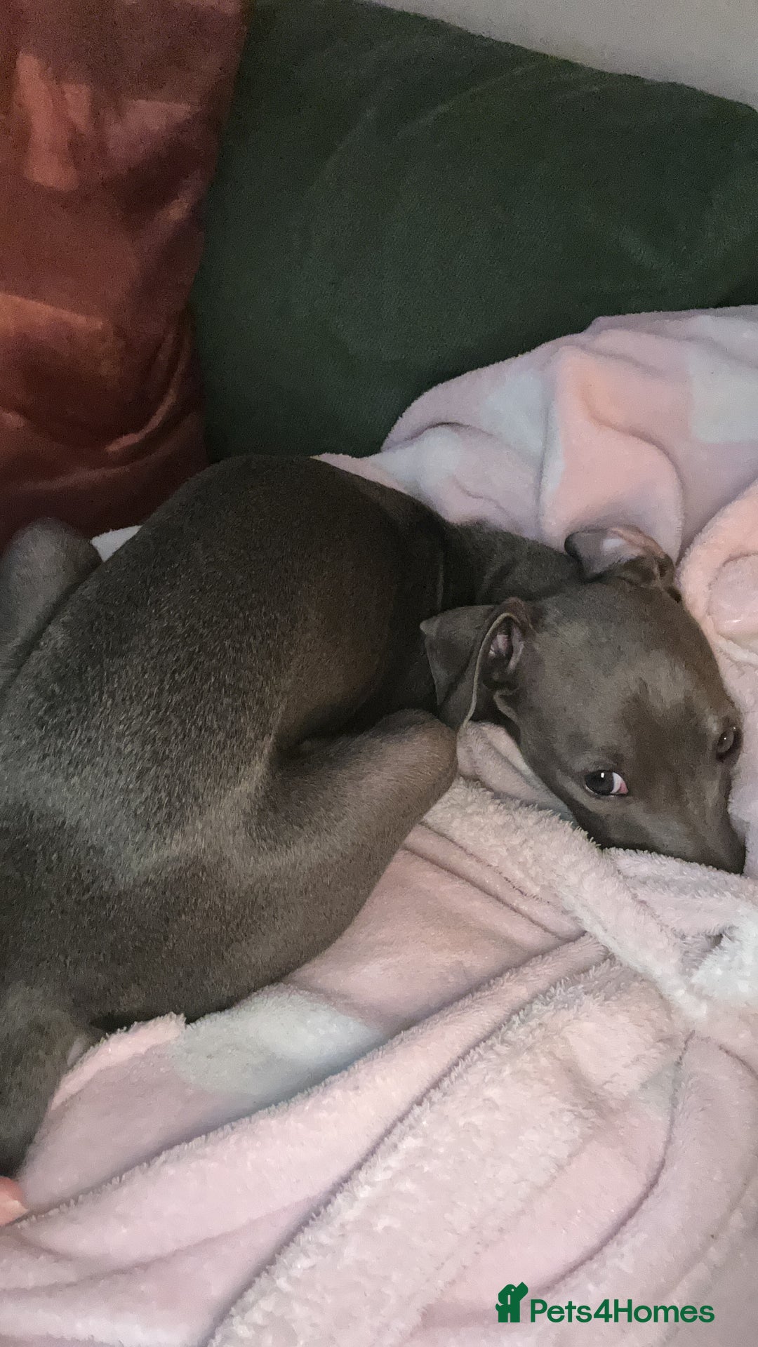 Italian Greyhound dogs for sale: Our Beautiful Iggy Looking for His Perfect Home 🤍 - Image 4