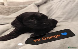 Cockapoo dogs for sale: 🐶Beautiful F1 Cockapoo Puppies🐾 - Image 8