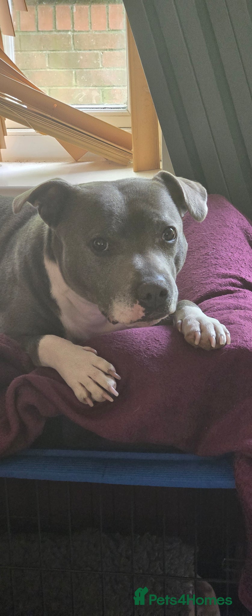 Staffordshire Bull Terrier dogs BEST OF THE BEST RARE STAFFORDSHIRE BULL TERRIERS - Advert 1