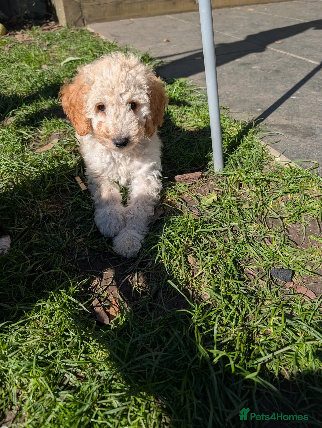 Sheepadoodle dogs for sale: Sheepadoodle Boy Puppy Ready To Leave Now - Advert 2