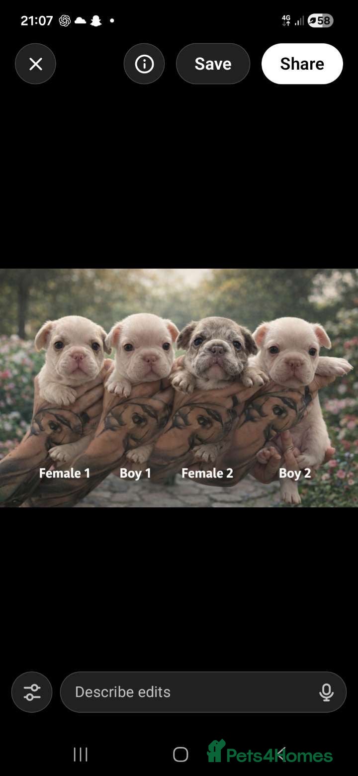 French Bulldog dogs 🐾 DWKC Registered French Bulldog Puppies  - Advert 4