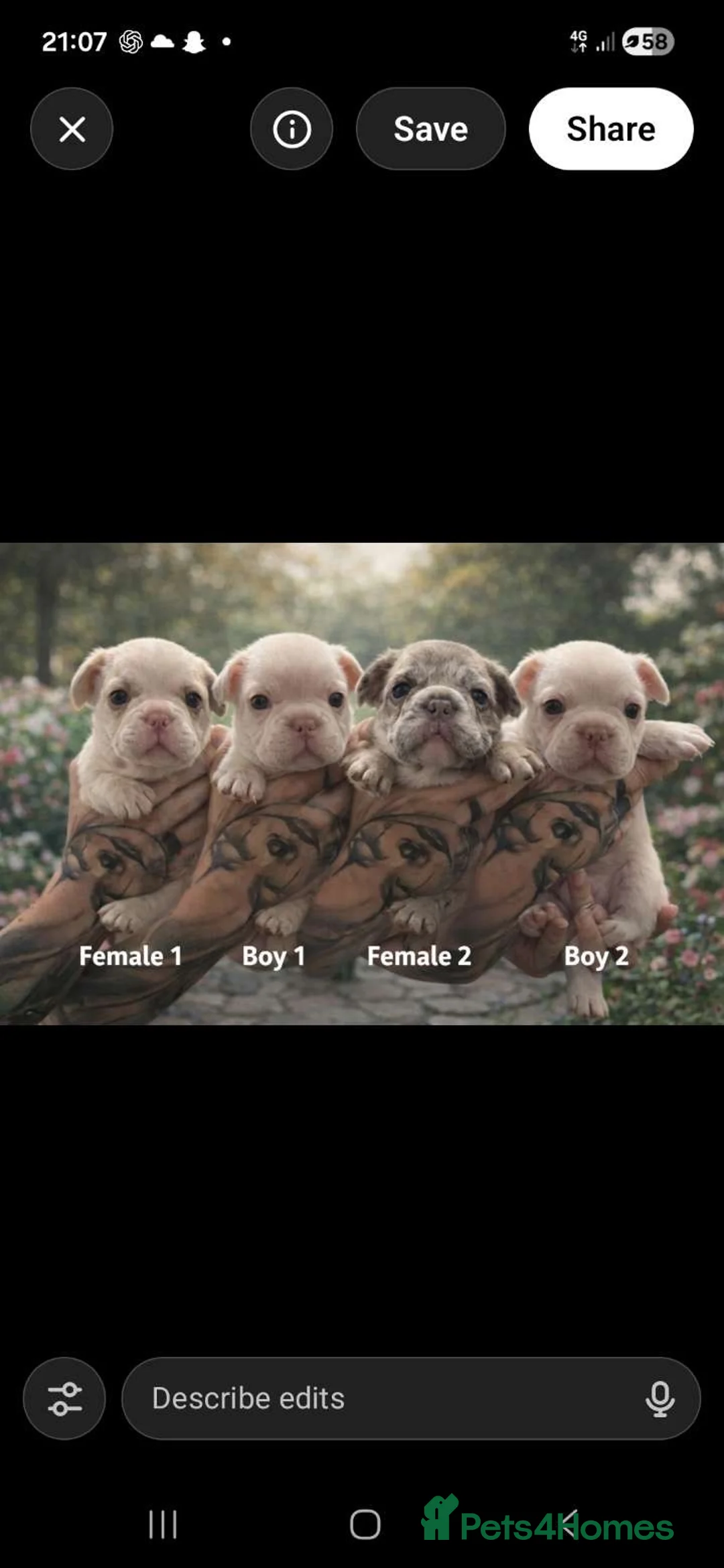 French Bulldog dogs for sale: 🐾 DWKC Registered French Bulldog Puppies  - Advert 2