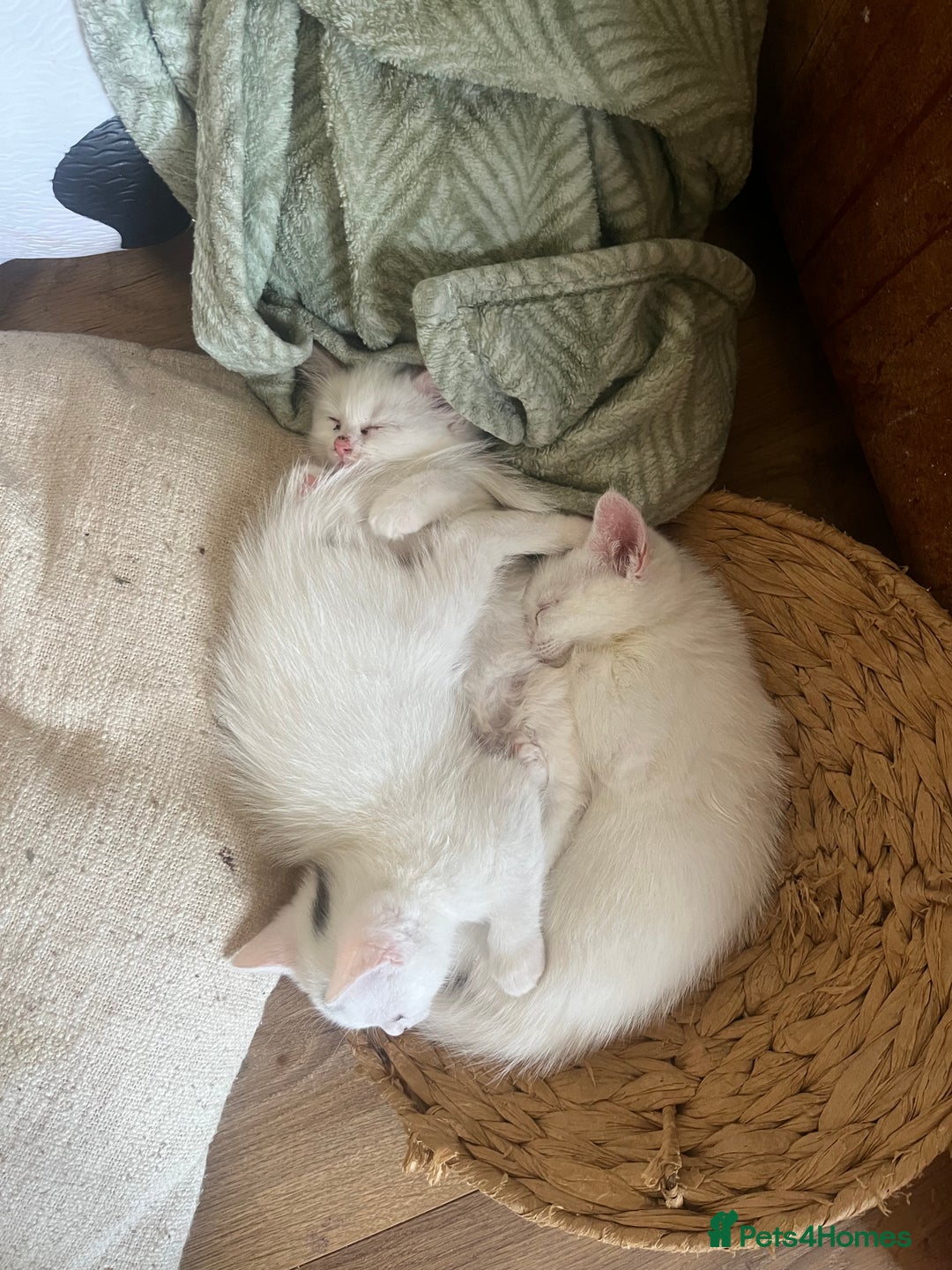 Mixed Breed cats for sale: Kittens Ready now  - Image 1