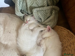 Mixed Breed cats - Advert 17