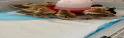 Chickens poultry for sale: Gold Partridge Brahma Chicks - Advert 3