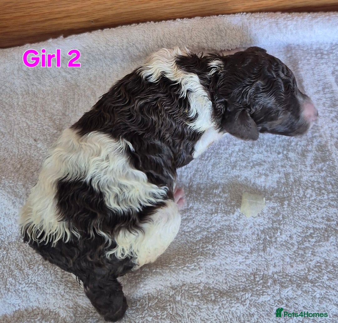 Standard Poodle dogs for sale: KC Reg Chocolate parti Standard Poodle puppies - Image 4