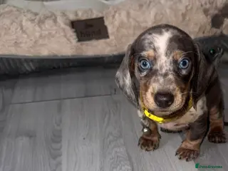 Miniature Dachshund dogs Miniature Dachshunds - Advert 2