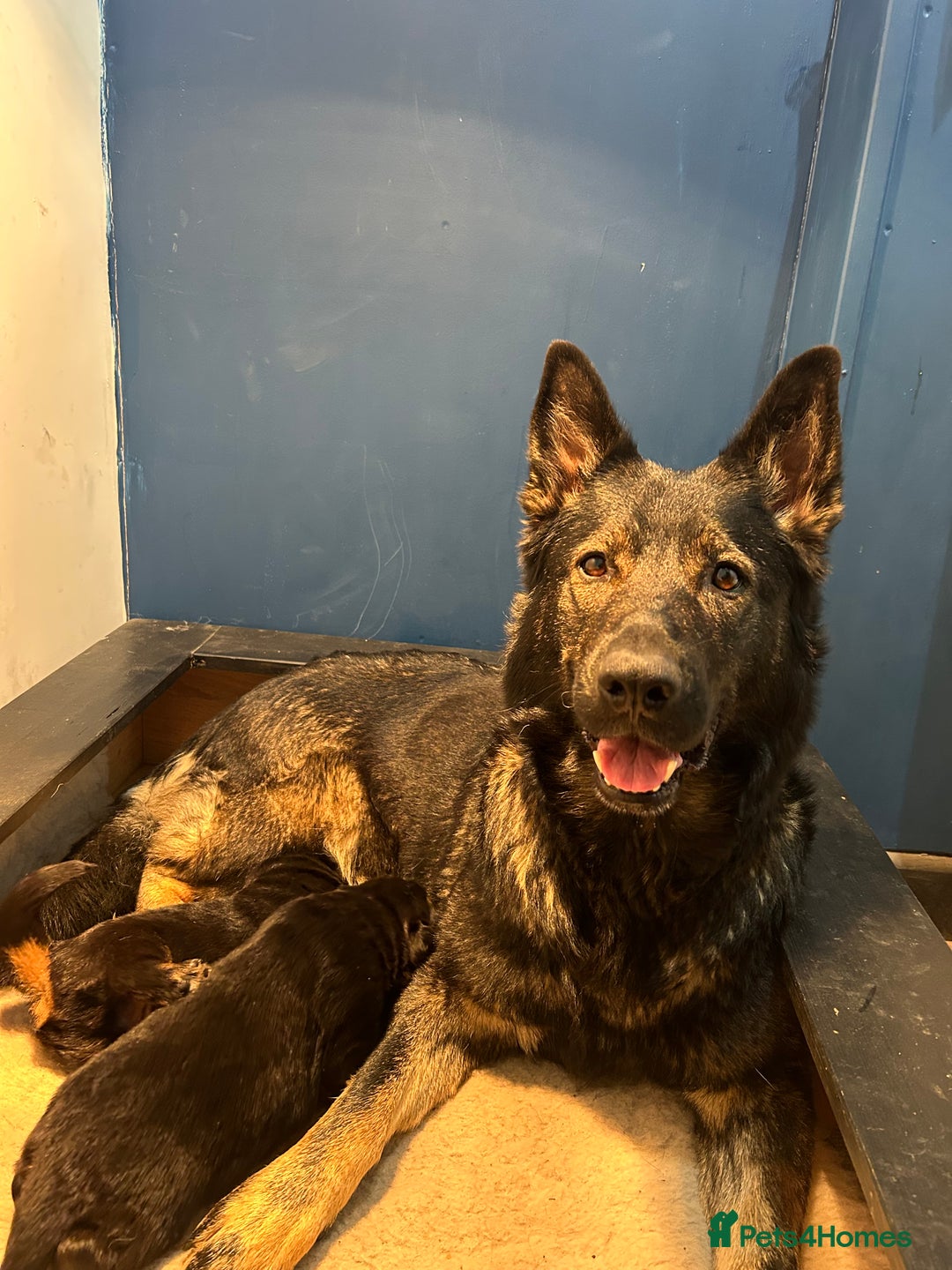 German Shepherd dogs for sale: Gorgeous Male German Shepherd Pup for Sale - Image 16