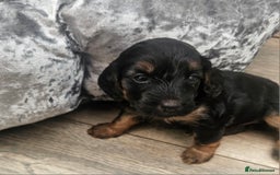 Cockapoo dogs for sale: The best cockapoos - Image 3