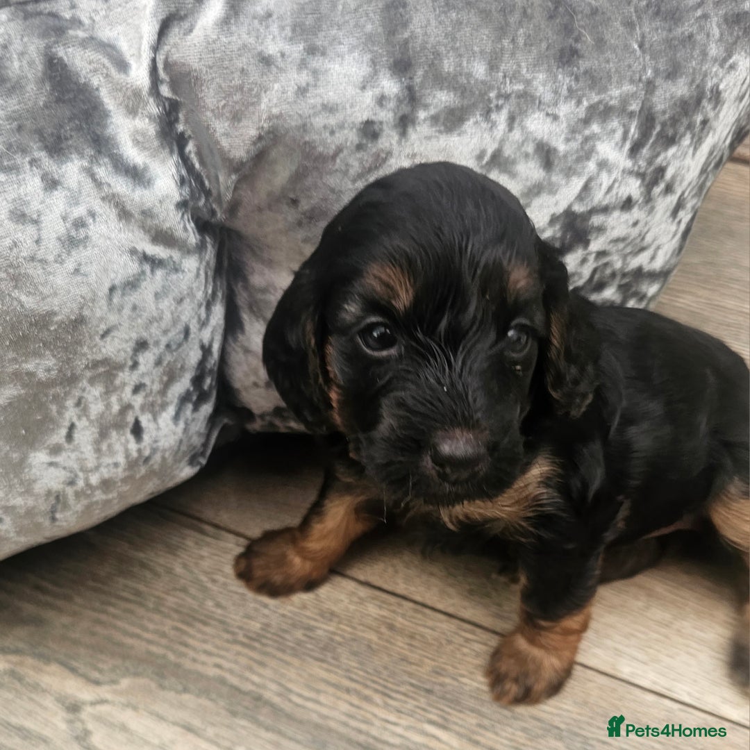 Cockapoo dogs for sale: The best cockapoos - Image 3