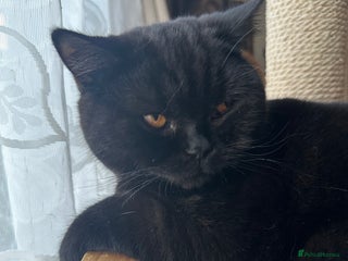 British Shorthair cats GCCF Registered British Short Hair Male - Advert 19