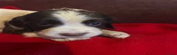 English Springer Spaniel dogs for sale: English springer spaniel puppies  in Steyning - Advert 5
