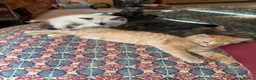Munchkin cats for sale: 3 Gorgeous Munchkin Norwegian Forest X Kits - Advert 7