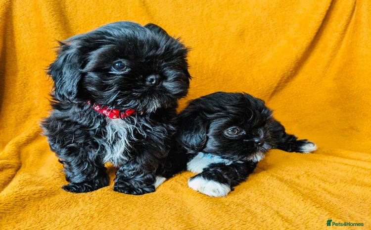 Shih Tzu dogs - Advert 1