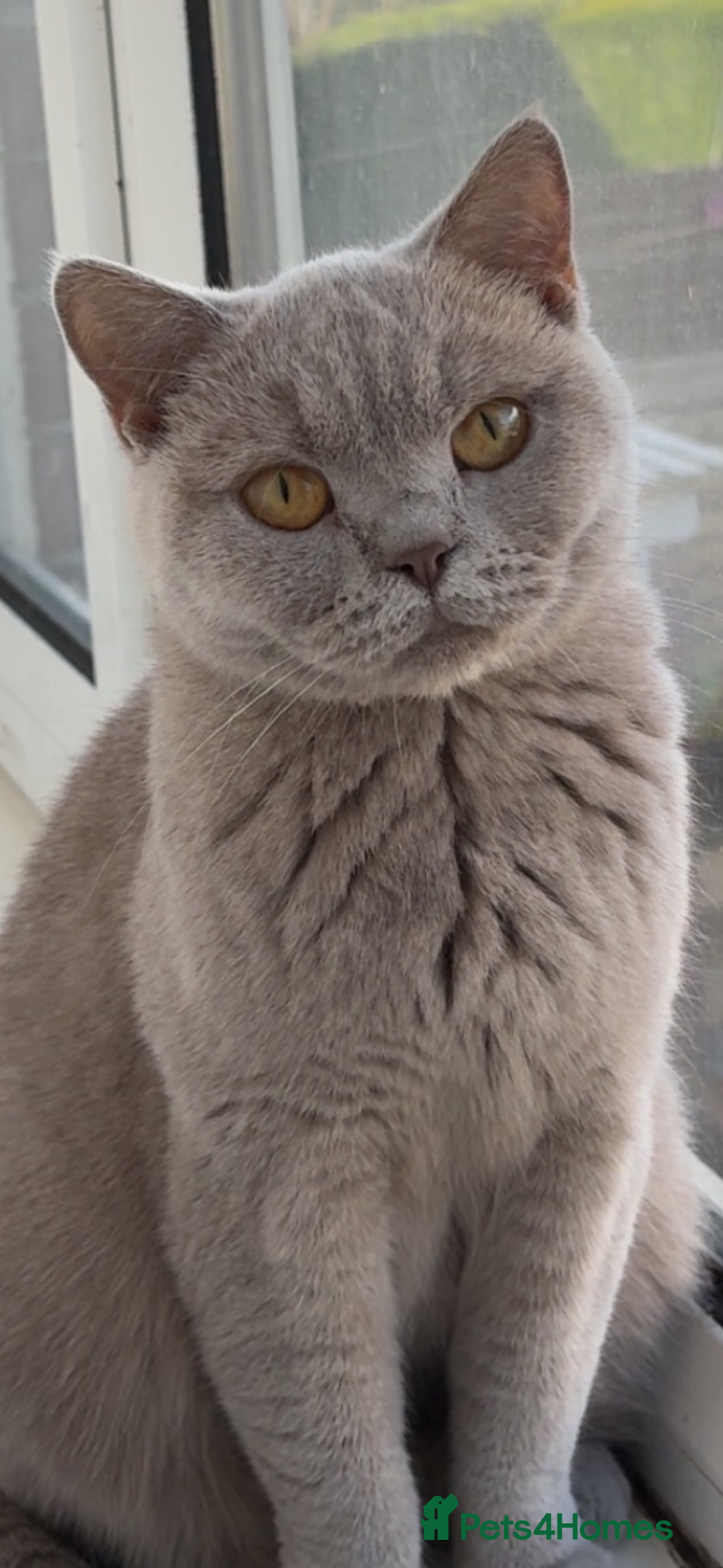 British Shorthair cats for sale: British shorthair ,lilac,pedigree - Advert 2