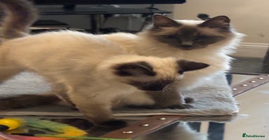 Ragdoll cats - Advert 4