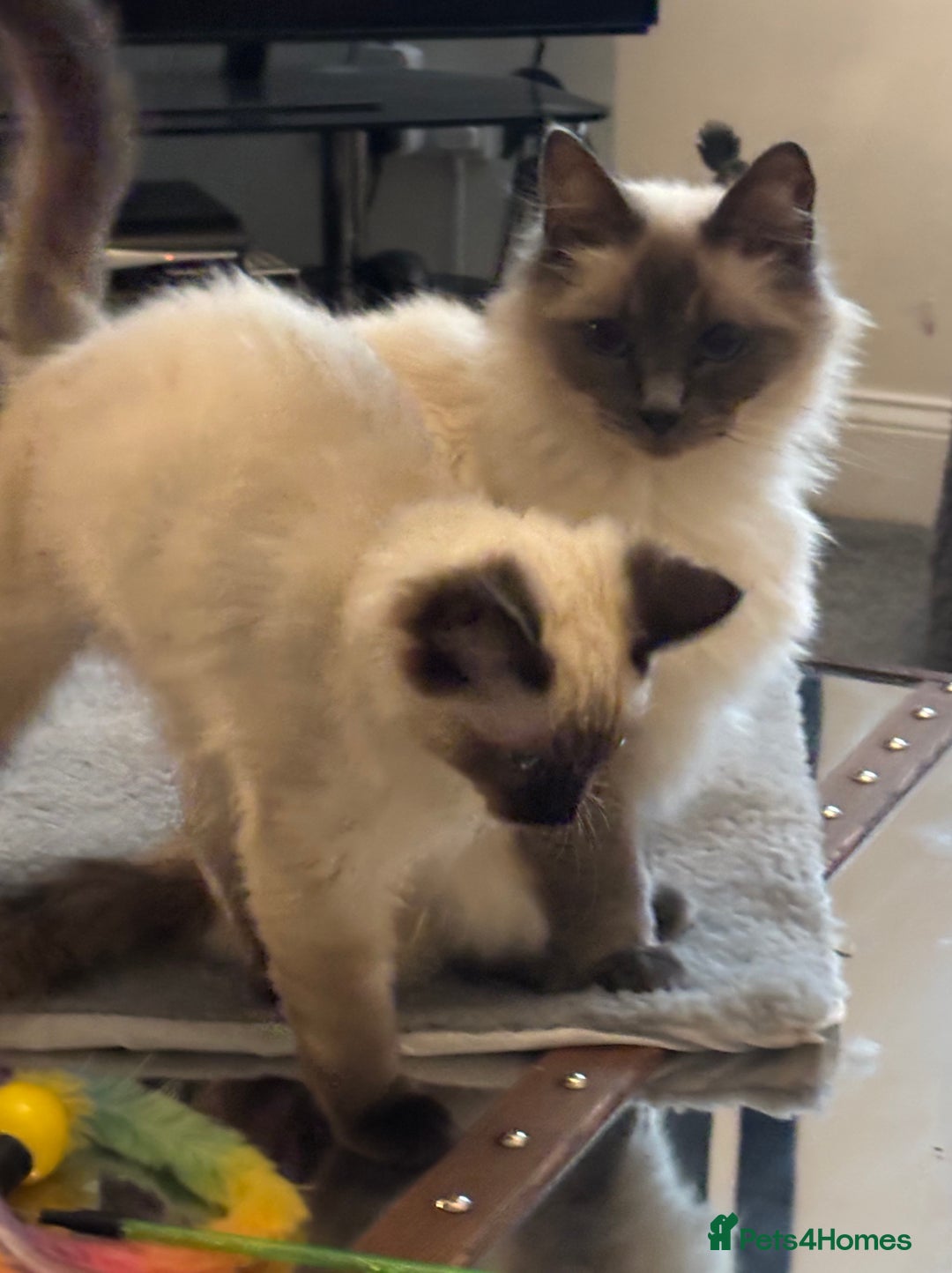Ragdoll cats for sale: Gccf registered Ragdoll kittens  - Image 3