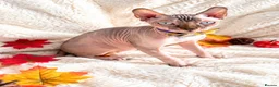 Sphynx cats for sale: Beautiful Male Elf Sphynx Kitten – Marcus - Advert 7