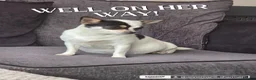 Mixed Breed dogs for sale: 2 beautiful boys in Doncaster - Advert 1