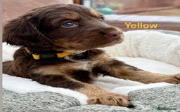 Cocker Spaniel dogs for sale: Working cross Show Cocker Spaniel puppies - Image 5