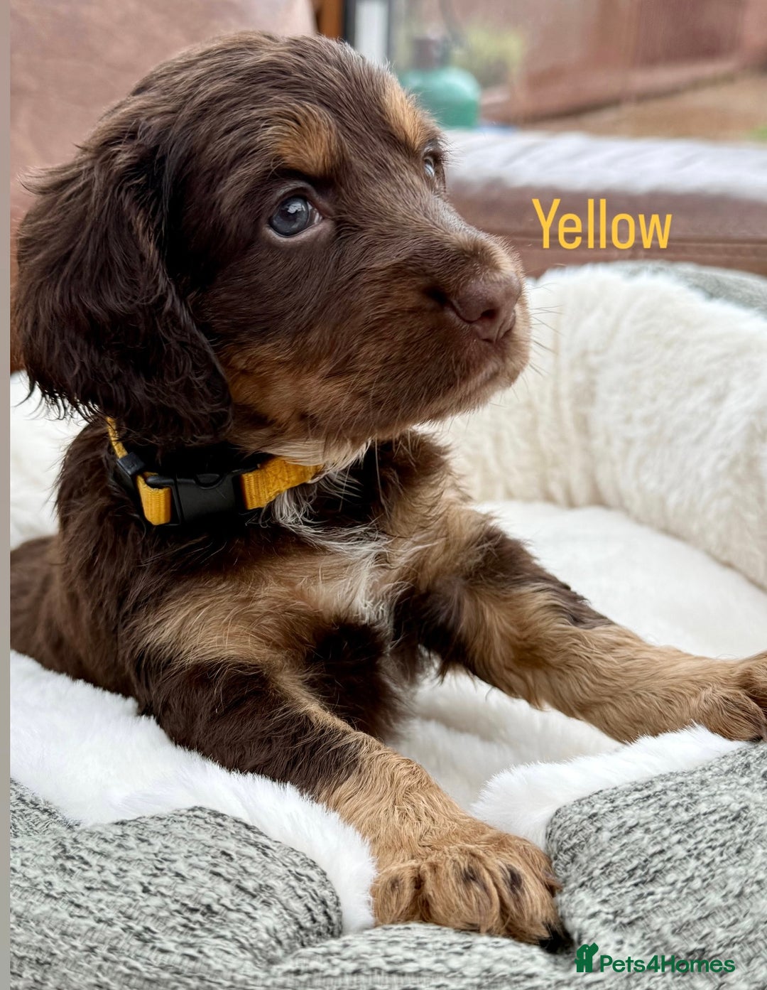 Cocker Spaniel dogs for sale: Working cross Show Cocker Spaniel puppies - Image 5