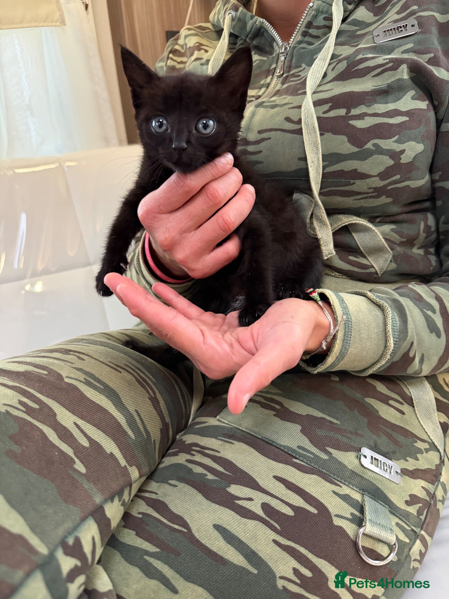 Mixed Breed cats Kittens ready wanting forever home - Advert 2