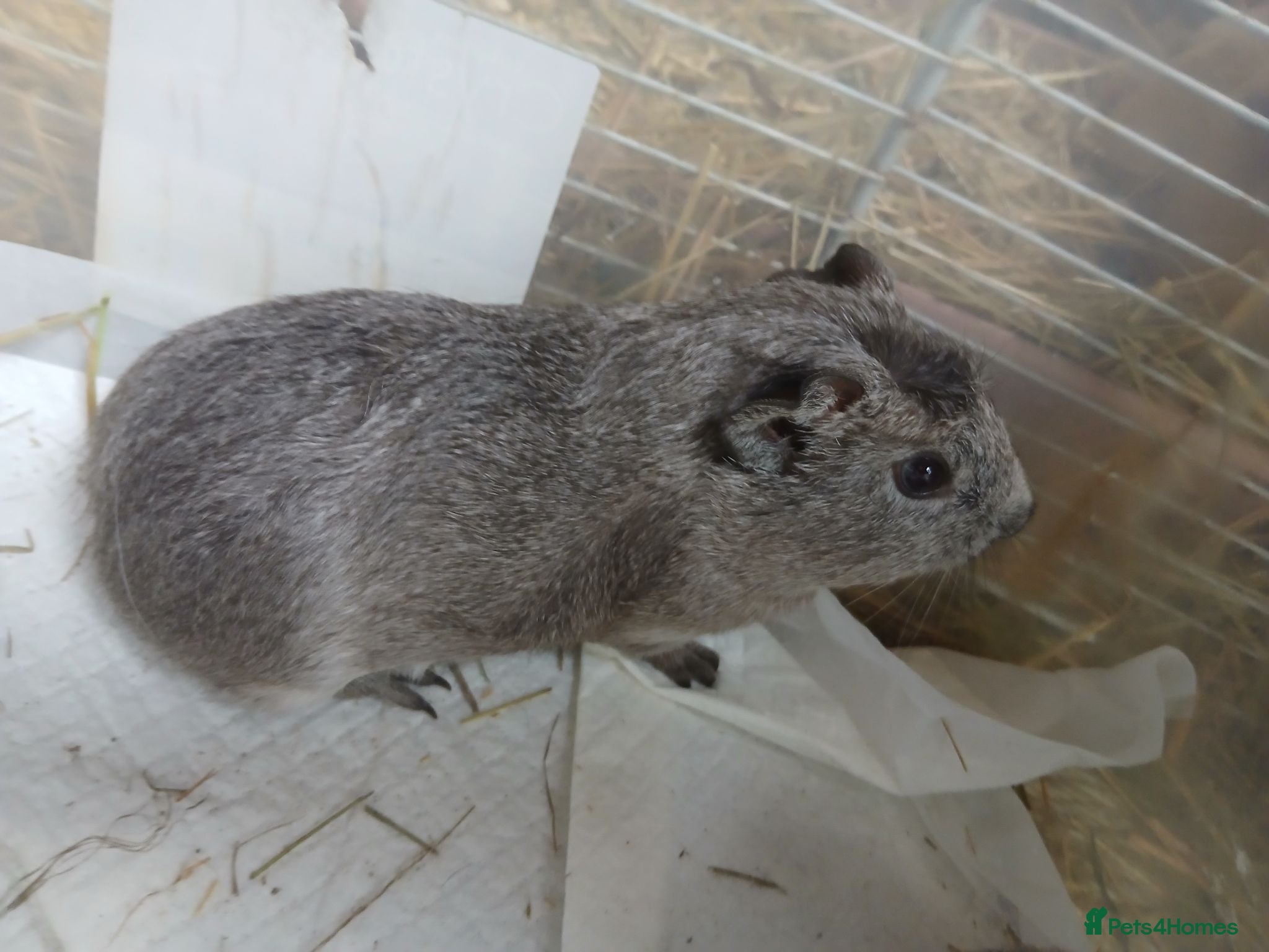 Guinea Pig rodents Baby boar Guinea Pigs for sale.  - Advert 1