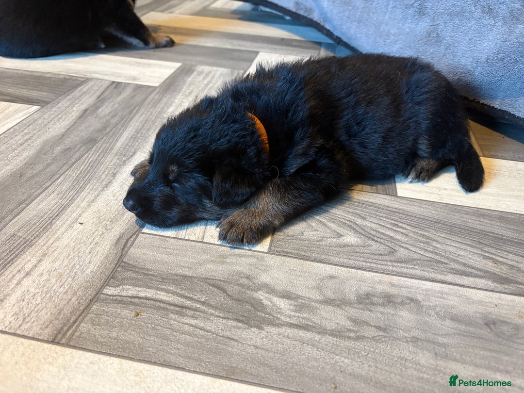 German Shepherd dogs for sale: German shepherd puppies  - Image 7