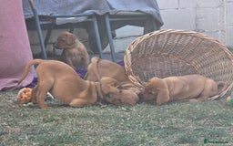 Labrador Retriever dogs for sale: KC Registered Fox Red Labrador Puppies - Image 29