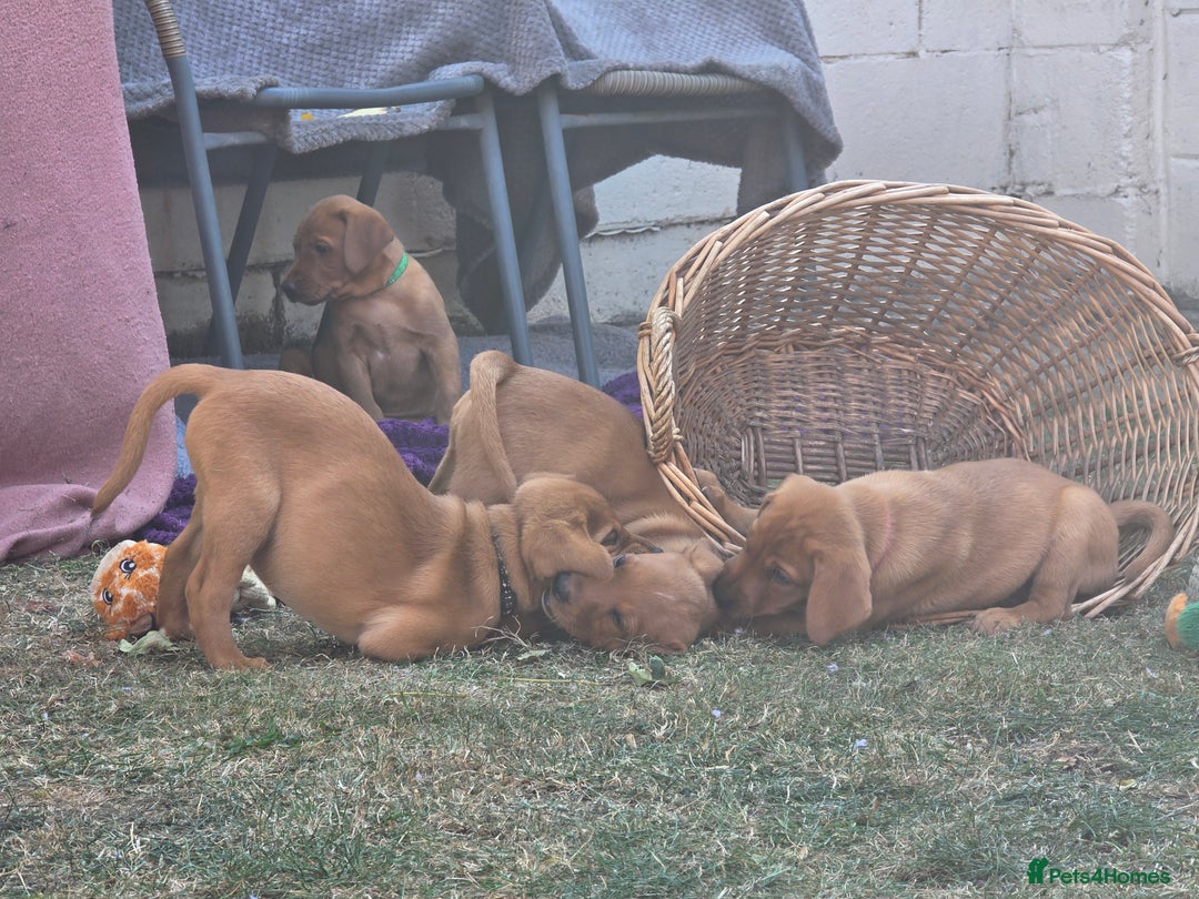 Labrador Retriever dogs for sale: KC Registered Fox Red Labrador Puppies - Image 29