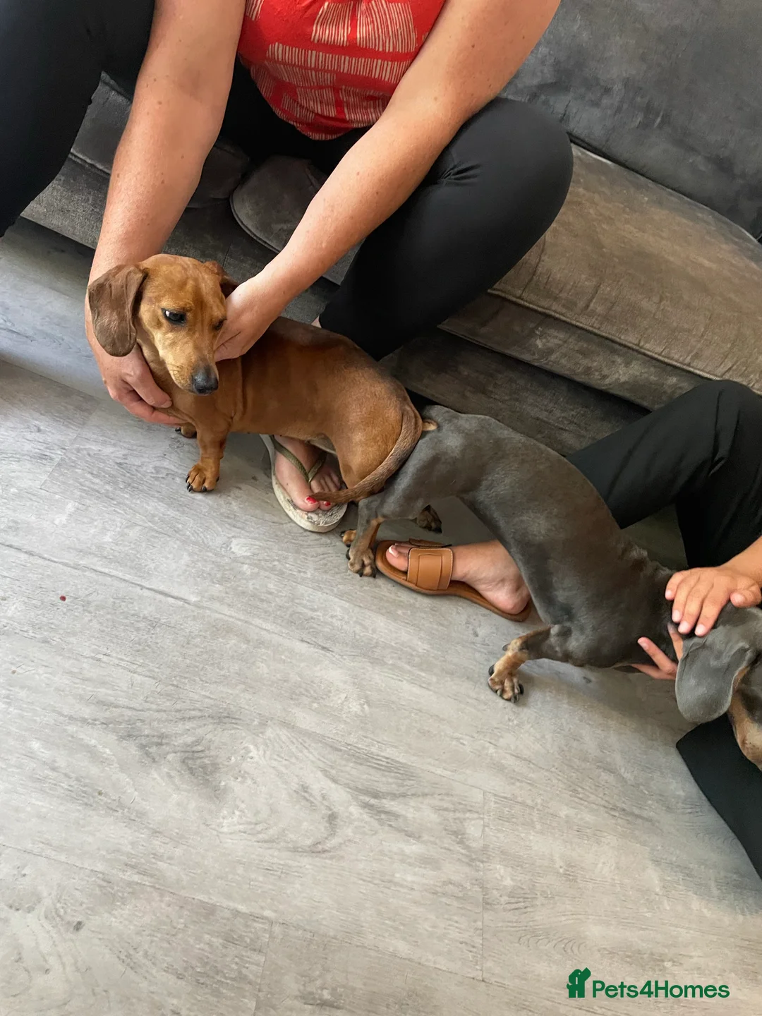 Miniature Dachshund dogs for stud: 🐾HUGO THE BOSS (KC REG & PRA CLEAR) PROVEN STUD🐾 in Manchester - Advert 39