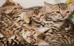 Bengal cats for sale: Bengal kittens  - Image 1