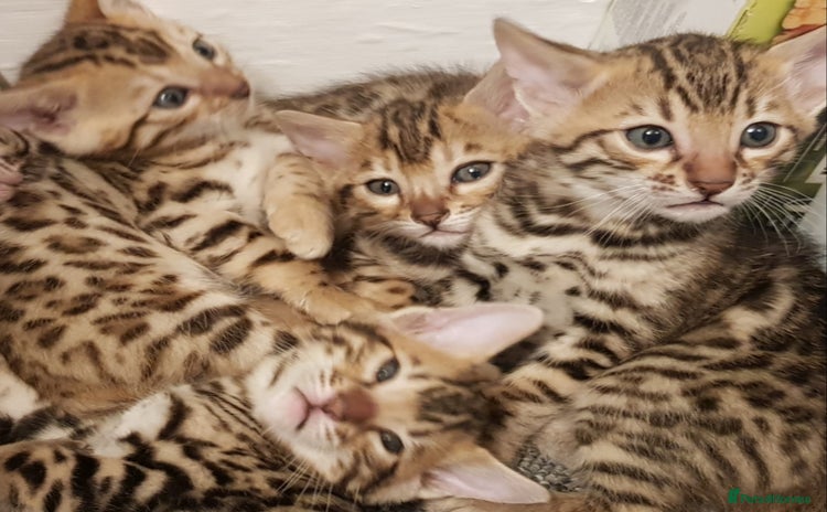 Bengal cats - Advert 1