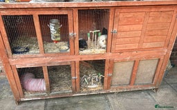 Guinea Pig rodents for sale: 2 male guinea pigs - Image 2