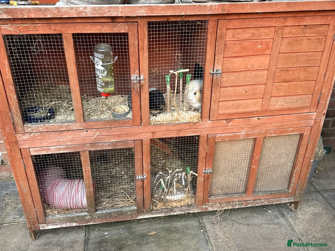 Guinea Pig rodents for sale: 2 male guinea pigs - Image 2