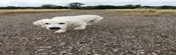 Golden Retriever dogs for sale: Bear- KC REGISTERED CHAMP LINES GOLDEN BOY - Advert 1