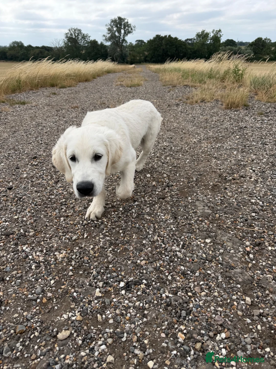 Golden Retriever dogs for sale: Bear- KC REGISTERED CHAMP LINES GOLDEN BOY - Advert 1