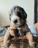 Cockapoo dogs - Advert 4