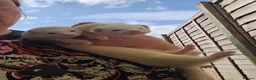 Ferret rodents for sale: 2 albino jills  - Advert 4