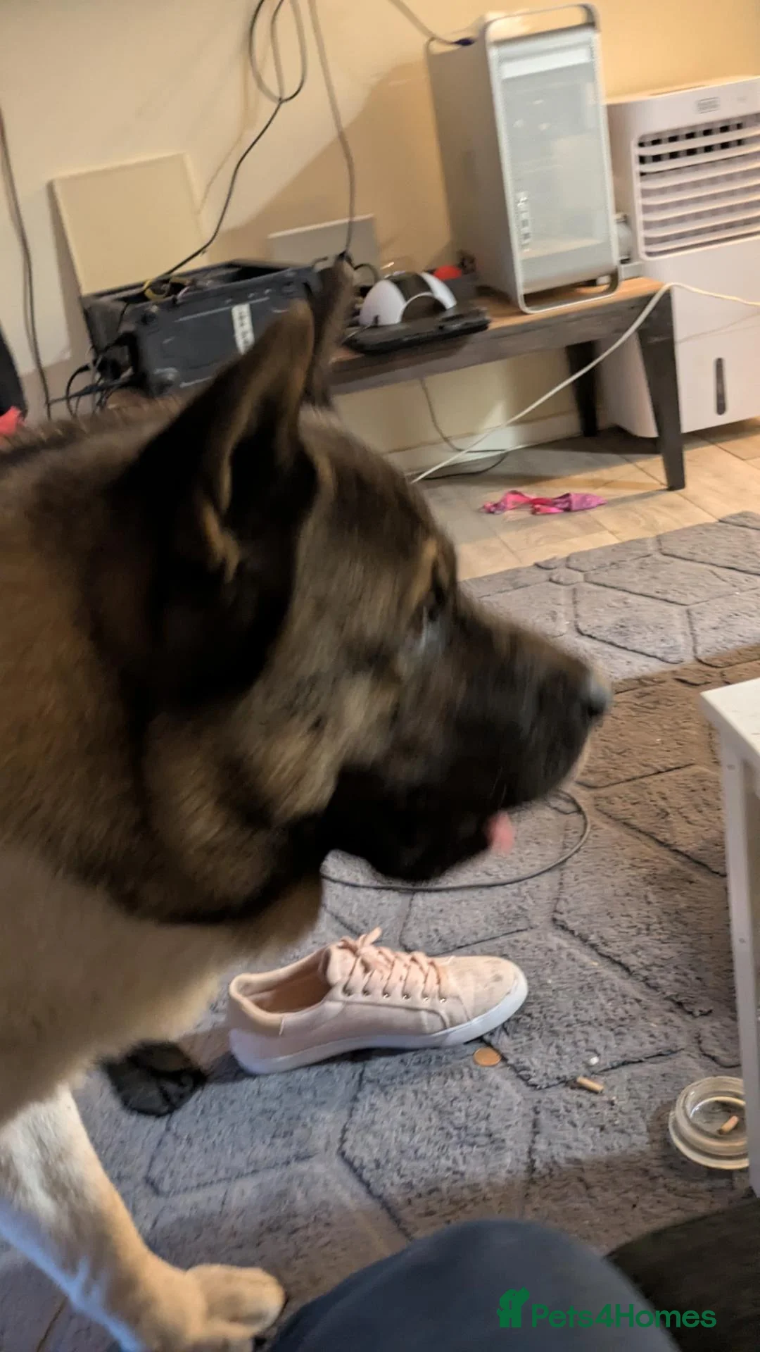 Akita dogs for stud: Pasha in London - Advert 5