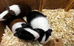 Guinea Pig rodents for sale: Bonded male/ boar guinea pigs  - Image 6