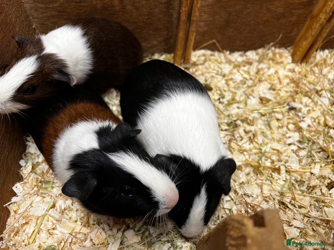 Guinea Pig rodents for sale: Bonded male/ boar guinea pigs  - Image 6