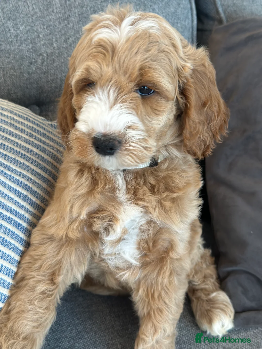 Australian Labradoodle dogs for sale: WAITING LIST Australian Labradoodles - RED & TUX  - Advert 17