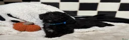 Jackapoo dogs for sale: *** Stunning Jackapoos Ready Now - Advert 18