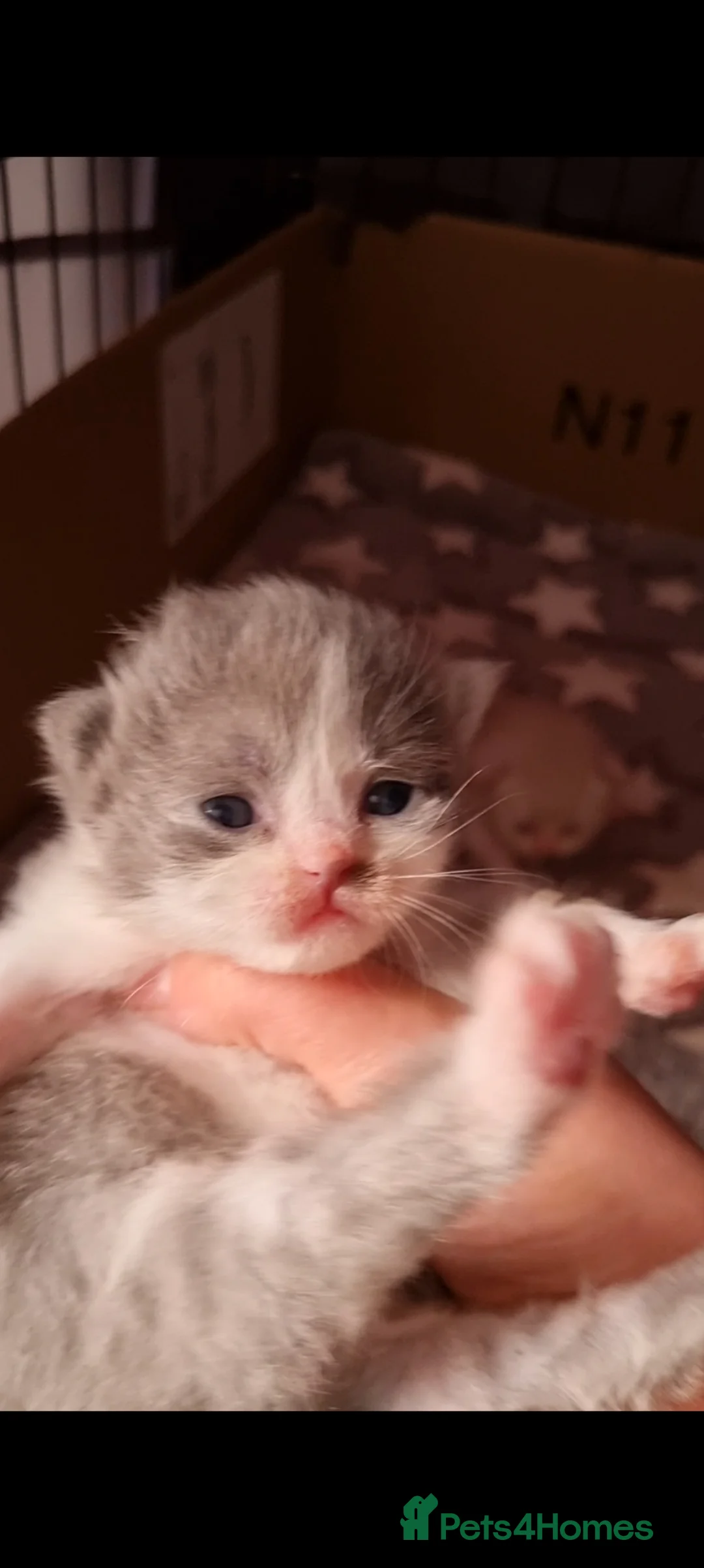 British Shorthair cats for sale: British shorthair  - Advert 20