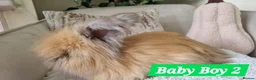 Angora rabbits for sale: Beautiful baby full breed Angoras - Advert 10