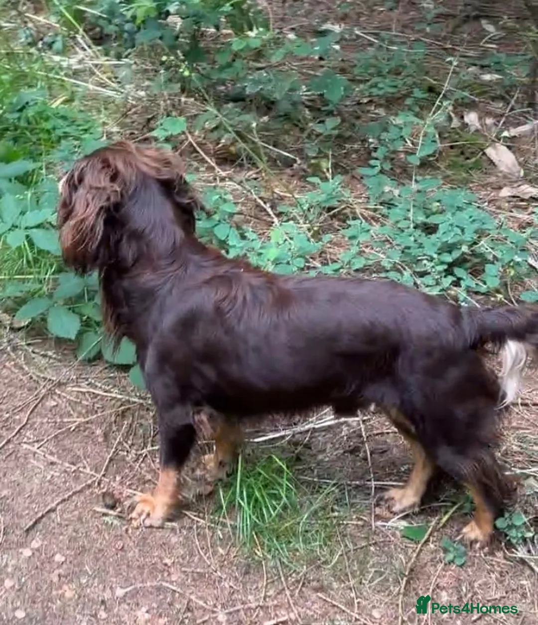 Cocker Spaniel dogs for stud: Quality WCS, fully health tested - Advert 2